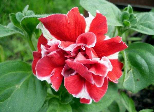 8 растений для проращивания в феврале