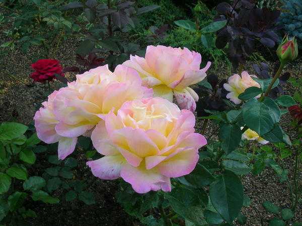 Подкормка роз: как правильно удобрять