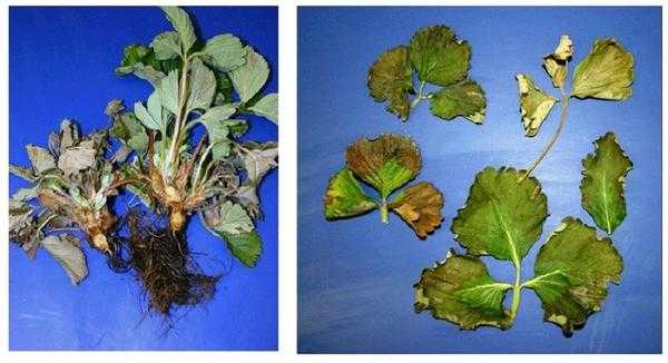 Фитофтора клубники и малины: причины, профилактика, фото