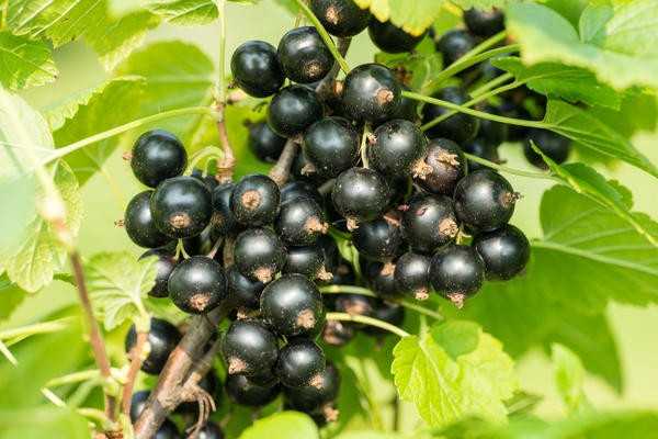 Скромные ягодные кустарники для дачи: сорта, посадка, уход