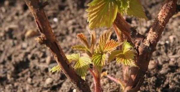 Фитофтора клубники и малины: причины, профилактика, фото