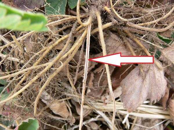 Фитофтора клубники и малины: причины, профилактика, фото