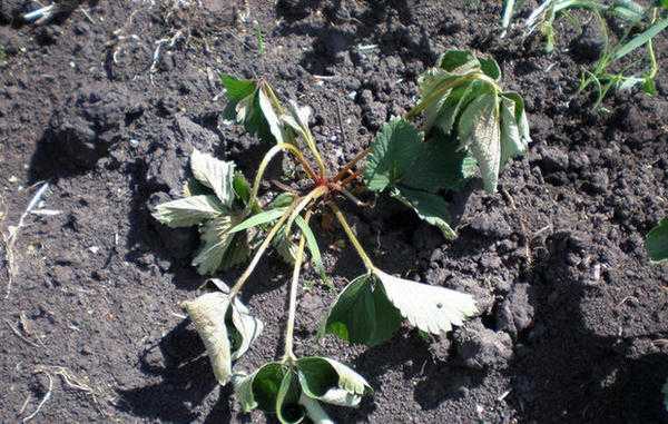 Вилт клубники и малины, вызванный вертициллезом: профилактика, диагностика и лечение.