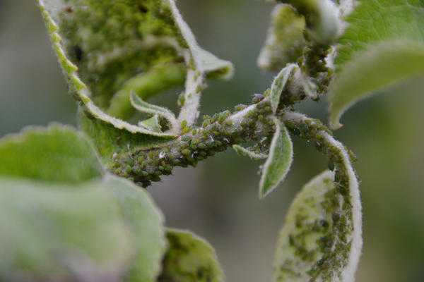 Уход за ягодными кустарниками осенью: обрезка, питание, уход и полив.