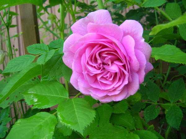 Подкормка роз: как правильно удобрять