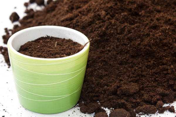 Подкормите домашние цветы натуральным удобрением