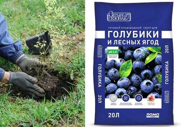Правильные условия для голубики: почва и удобрения