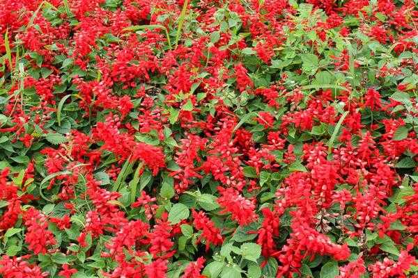 8 цветущих растений, посеянных на рассаду в феврале.