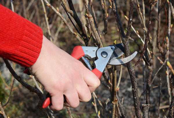 Почковый клещ на смородине: что делать?