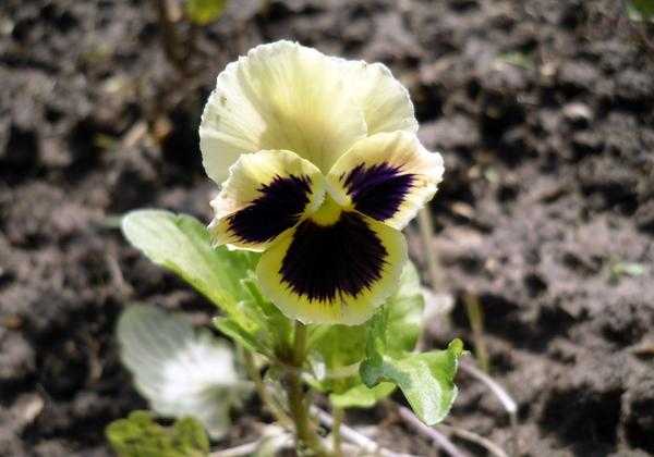 8 цветущих растений, посеянных на рассаду в феврале.