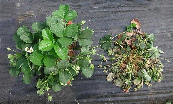 Вилт клубники и малины, вызванный вертициллезом: профилактика, диагностика и лечение.