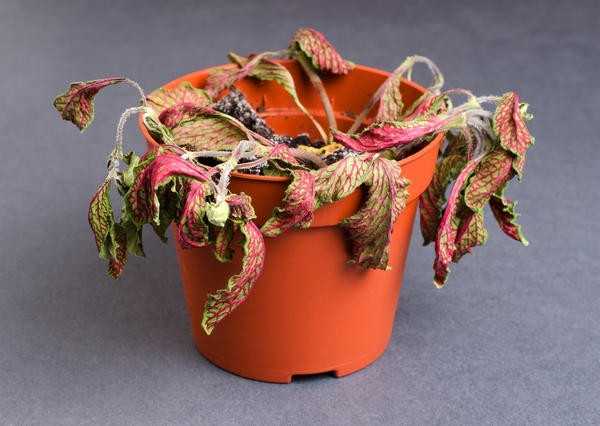 Подкормите домашние цветы натуральным удобрением