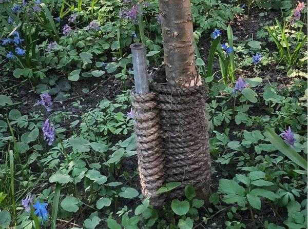 Создание фруктового сада: выбор и посадка