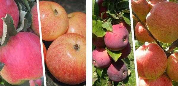 Саженцы плодовых деревьев - как выбрать сорт для вашего сада