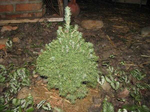 Выбор и посадка саженцев хвойных пород - общие рекомендации