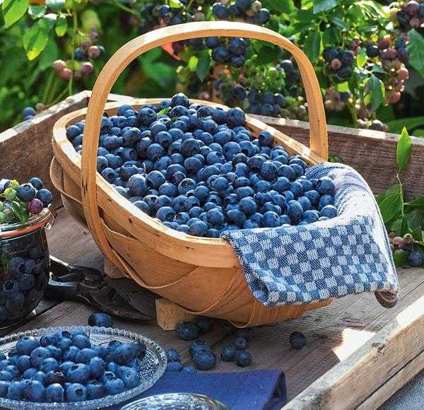 Ягодные кусты летом: секреты хорошего урожая