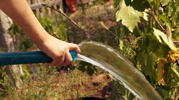 Уход за ягодными кустарниками осенью: обрезка, питание, уход и полив.