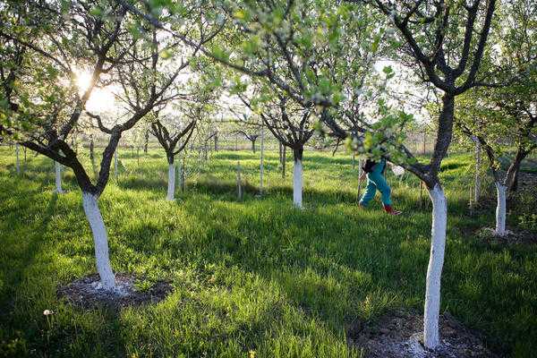 Создание фруктового сада: выбор и посадка саженцев