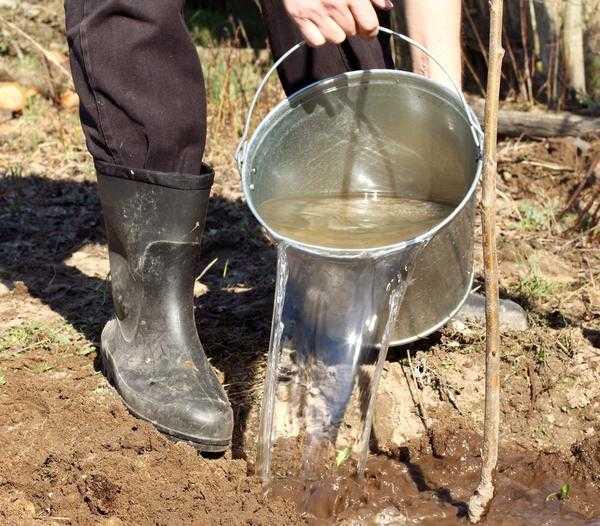 Создание фруктового сада: выбор и посадка