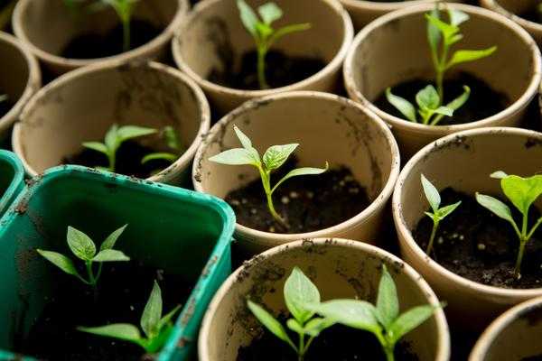 Когда сажать овощи - расчет сроков по формуле