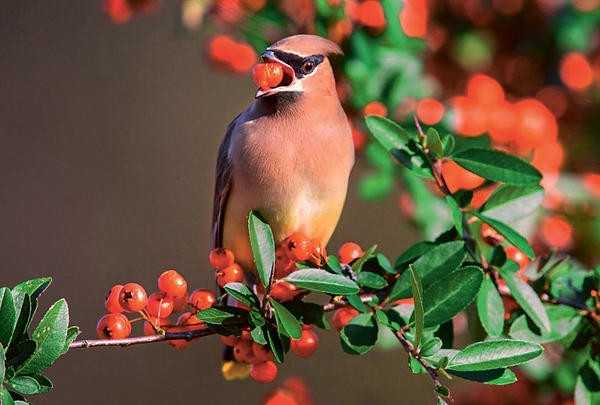 Деревья и кустарники с яркими плодами: осенние жемчужины для вашего сада