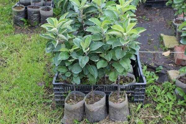 Создание фруктового сада: выбор и посадка растений