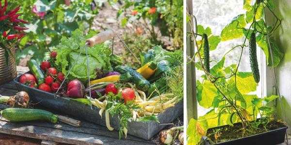 Сад и огород в контейнерах: подбор растений, грунт, полив