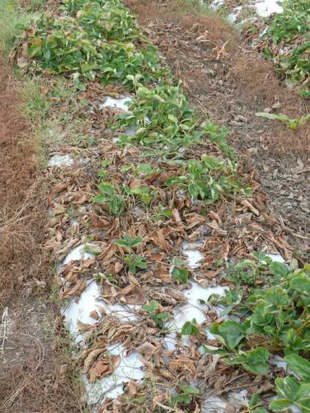 Вилт клубники и малины, вызванный вертициллезом: профилактика, диагностика и лечение.