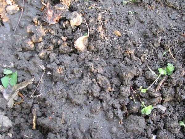 Посадка цветов в открытом грунте: общие правила