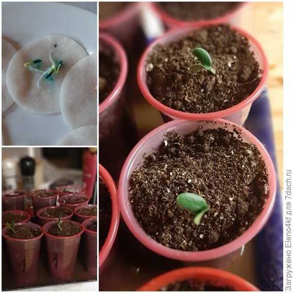 Дерзайте молодцы - 'Матвейка' F1, огурец!