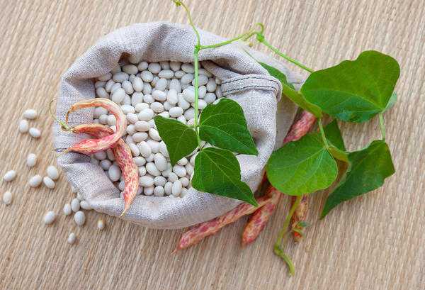 Ваши семена: выращивайте, собирайте, сохраняйте