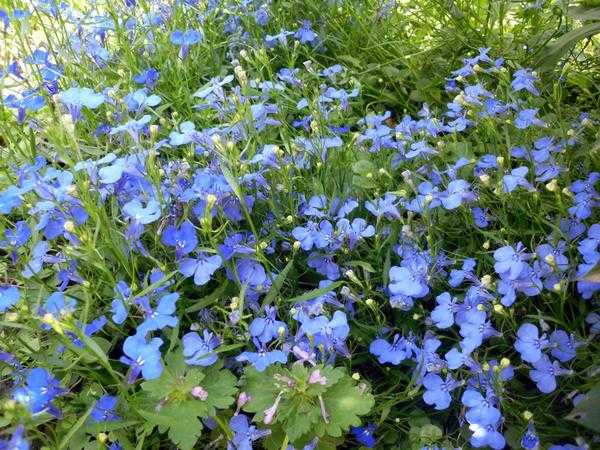 8 цветущих растений для посева на рассаду в феврале.