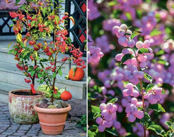 Деревья и кустарники с великолепными плодами: осенние жемчужины для вашего сада