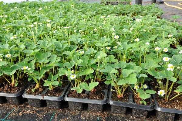 Фитофтора клубники и малины: причины, профилактика, фото