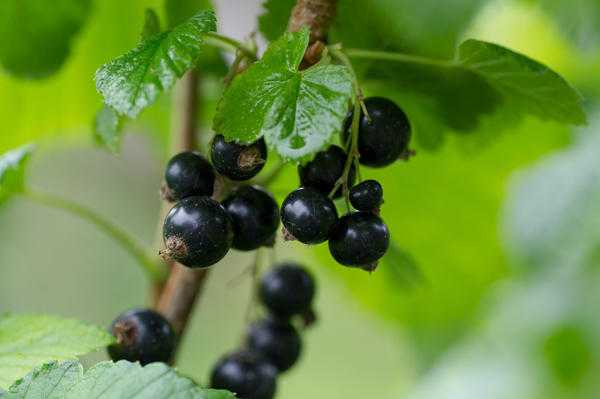 Смородина штамбовая: как правильно ее вырастить