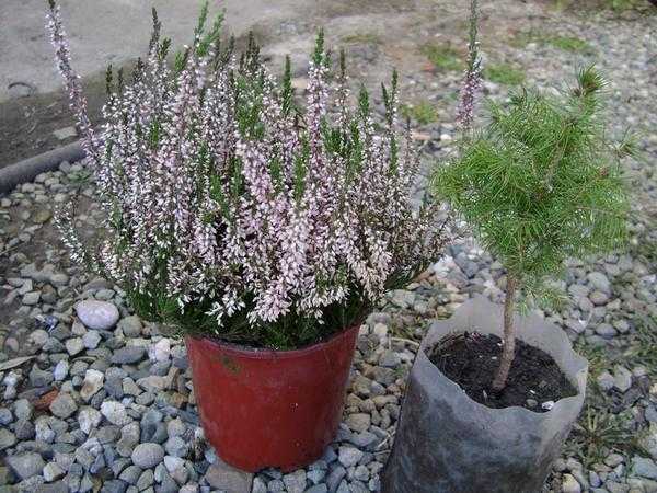 Выбор и посадка саженцев хвойных пород - общие рекомендации