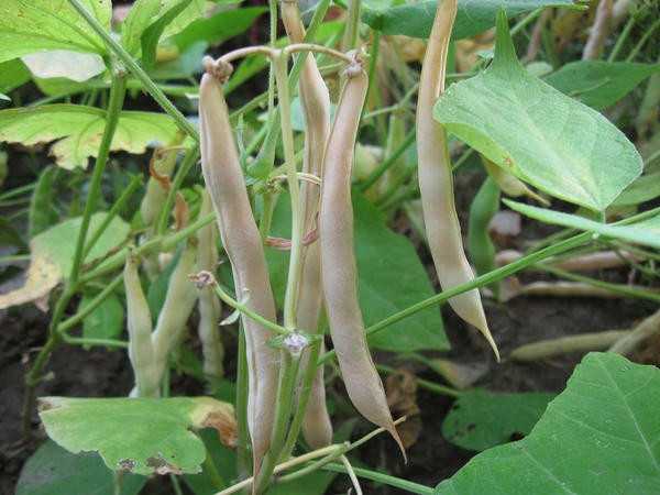 Ваши семена: выращивайте, собирайте, сохраняйте