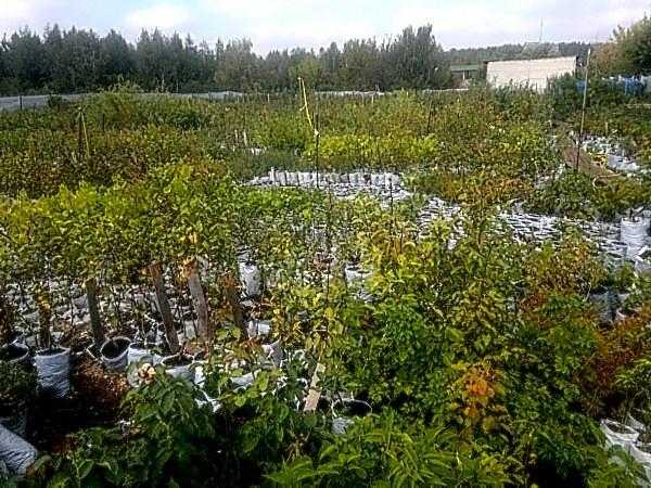 Выбор растений и посадка плодовых деревьев - общие рекомендации