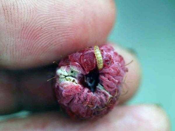 Малиновый жук. Меры борьбы: методы выращивания, народные средства, препараты.