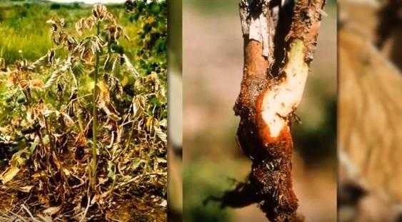 Фитофтора клубники и малины: причины, профилактика, фото