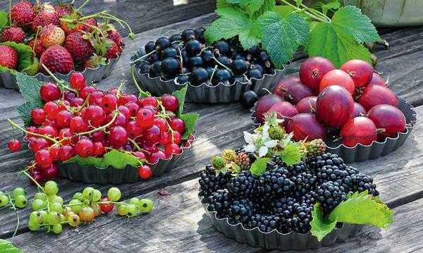 Ягодные кустарники в саду: секреты хорошего урожая