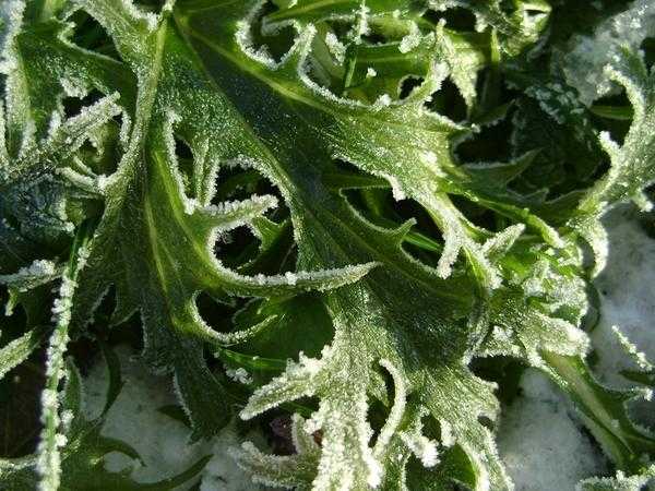 Условия для посадки овощей в грунт и в теплицу.