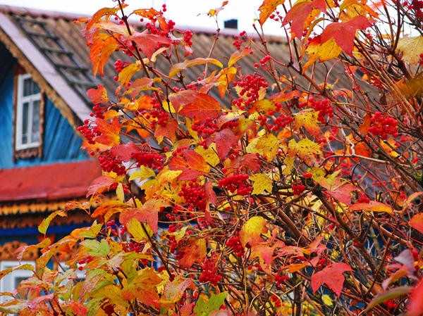 Кустарники, которым нужна осенняя обрезка. Практические советы