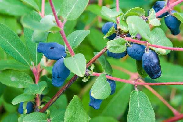 Скромные ягодные кустарники для приусадебных участков: сорта, посадка, уход
