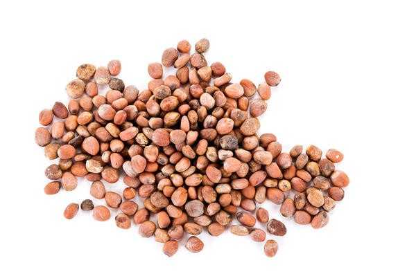 Ваши семена: выращивайте, собирайте, сохраняйте