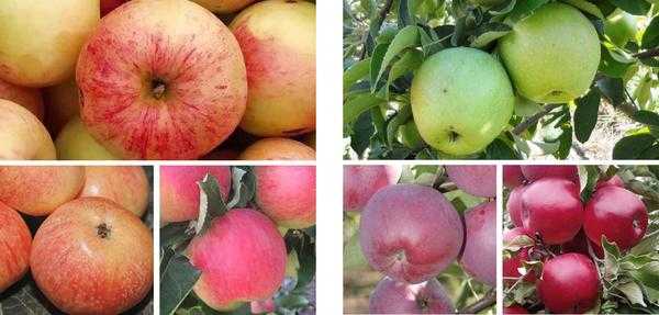Саженцы плодовых деревьев - как выбрать сорт для вашего сада