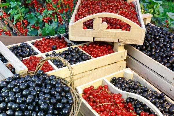 Скромные ягодные кустарники для приусадебных участков: сорта, посадка, уход.