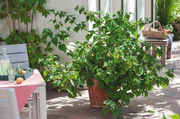 Сад и огород в контейнерах: подбор растений, грунт, полив