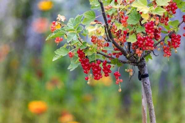 Смородина штамбовая: как правильно ее вырастить