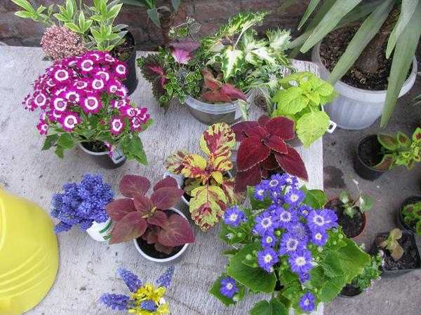 Посадка цветущих растений в открытом грунте: общие правила